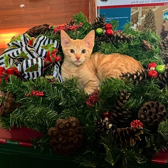 Meet the Posher - Picture 4 of 6